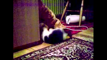 Диво коте 