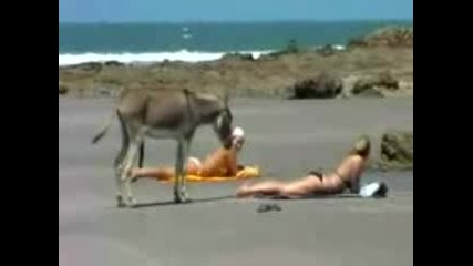 Naughty Donkey