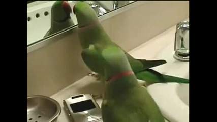 Две папагалчета си говорят 