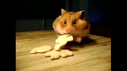 Gladen Hamster(ceci)