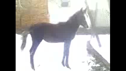 boiko
