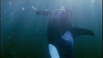 The Whale *2011* Trailer