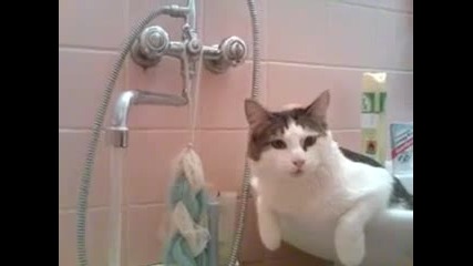 Много добре обучена котка пие от чешма! 
