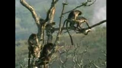 Horny Monkeys