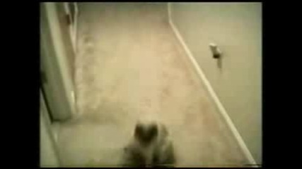 Смешни котки 2