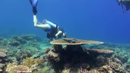 Diving in East Timor (timor Leste)