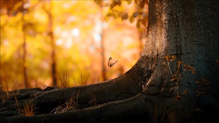 Biologik - Sterling Forest (original Mix)