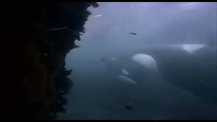 Най - големите делфини !