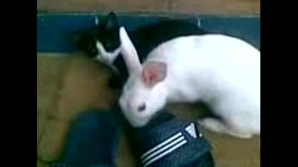 cat and rabbit having sex
