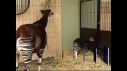 Бебе окапи се роди в зоопарк в Антверпен