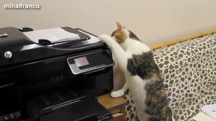Котки срещу принтери - Забавна Компилация 2014