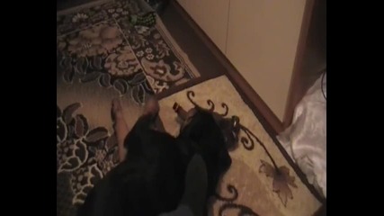 rottwailer