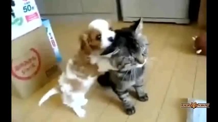 Смях - Best Epic Cat Funny fail Compilation 2013