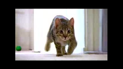 The Mean Kitty Song