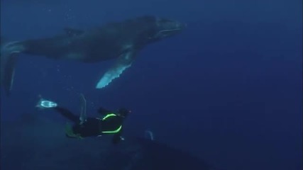 Китове Ездачи