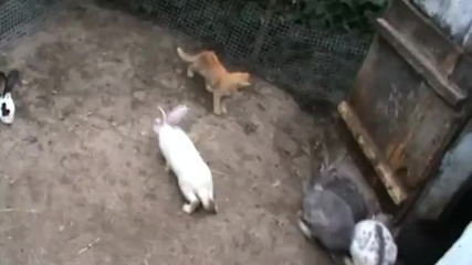 Неканен гост при зайците