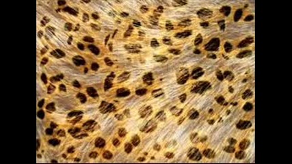 Leopardovoto e na moda!