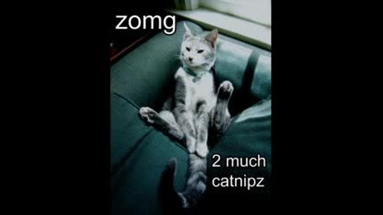 Verry Funny Animals