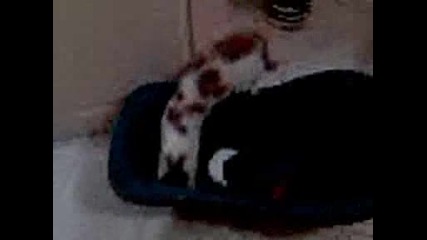 Rexi - коте във вода 
