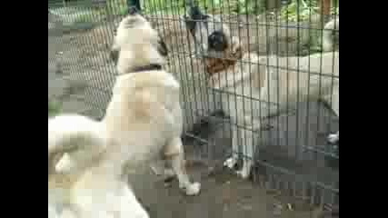 panter-Kangals
