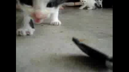 Сладко Малко Котенца