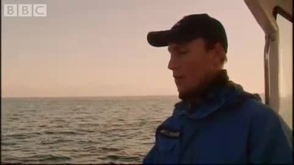 Голямата бяла акула Атака в Южна Африка - Bbc Planet Earth 