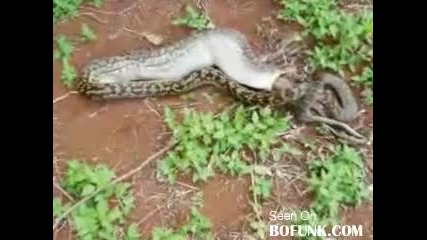 Змия Изяжда Кенгуру 