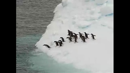 Пингвините се гмуркат...