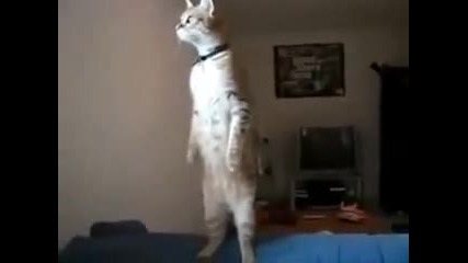 Коте се изправя на Българския химн ! ;