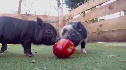 Малки прасенца хапват ябълка