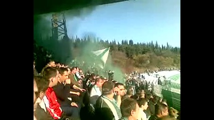beroe fans