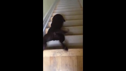 Мързеливо куче слиза по стълбите .