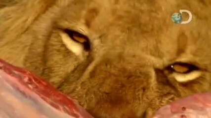 Кражба на месо от лъвове – Човешка планета – Stealing Meat from Lions