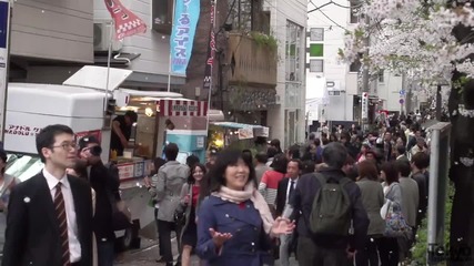 Cherry Blossoms at Nakameguro, Tokyo