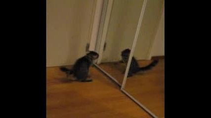 Котка се блъска в огледалото