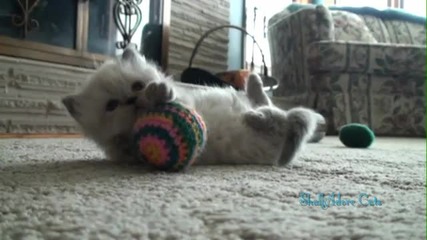 Little Kitten Sees You