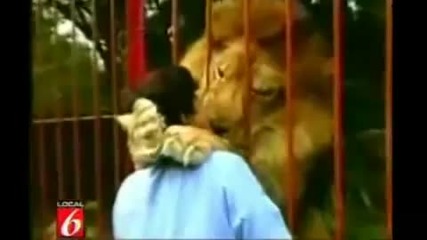 aфрикански лъв целува и гушка човек 
