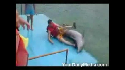 Nevaspitan Delfin