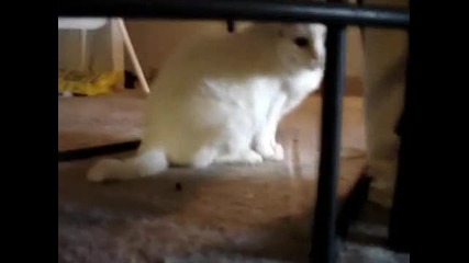 Don t Pet this Kitty Pt. 3 