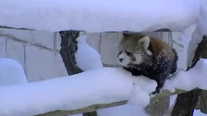 Червени панди си играят в снега