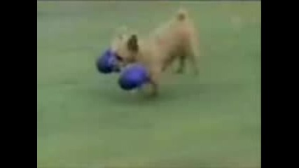 Very Very Funny Video