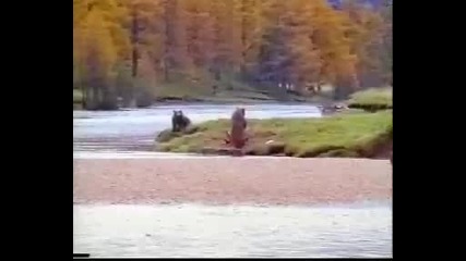 Човек си прави спаринг с мечка гризли