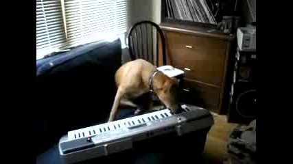 Singing and Playing Dog