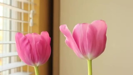 Time Lapse of tulip