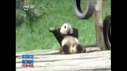 Танцуваща панда 