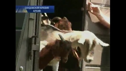 Саудистки фермер продаде козела си за 3,5 милиона долара