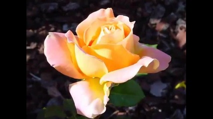 Ashram - Rose and Air