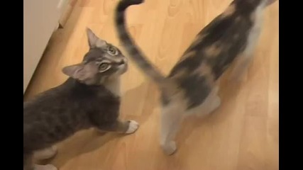 Сладки но Банални котки и котенца 