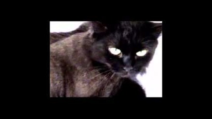 The Queen Shila - Shes A Lady Tom Jones