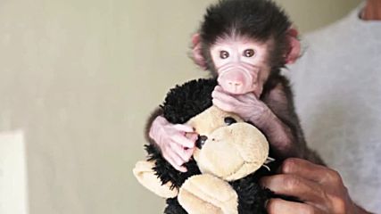 Павиан на 16 дни прегръща играчката си, след като майка му го отхвърли